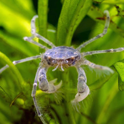 Limnopilos naiyanetri - M