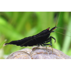Neocaridina black star shrimp - 1 - 1.5 cm