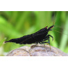 Neocaridina black star shrimp - 1 - 1.5 cm