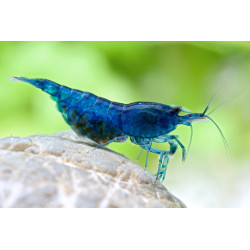 Neocaridina blue aura - 1 - 1.5 cm