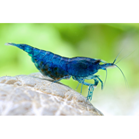 Neocaridina blue aura - 1 - 1.5 cm