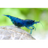 Neocaridina blue aura - 1 - 1.5 cm
