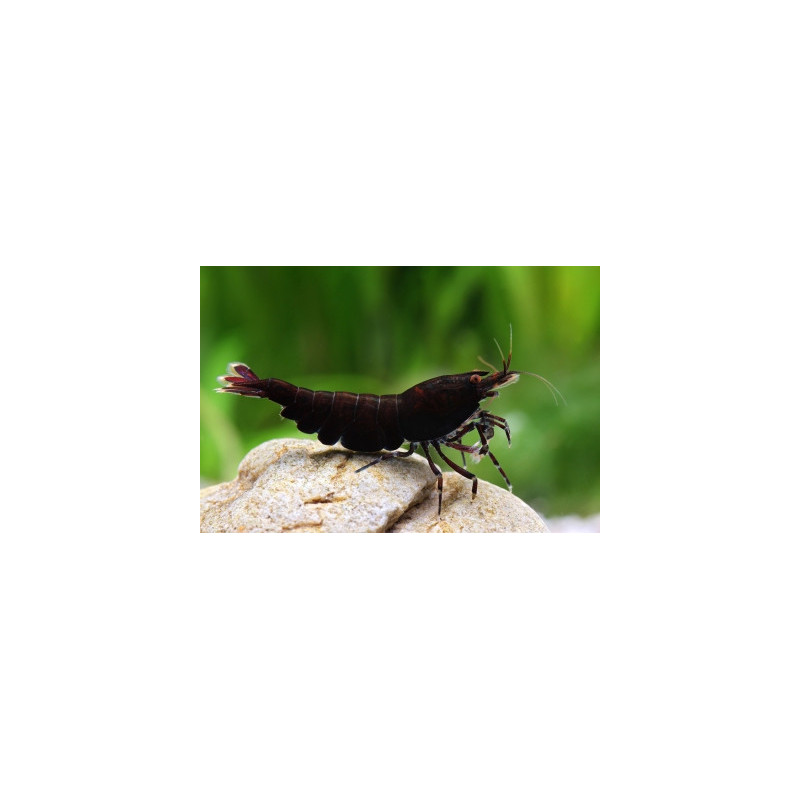 Neocaridina davidi black rose - 1 - 1.5 cm
