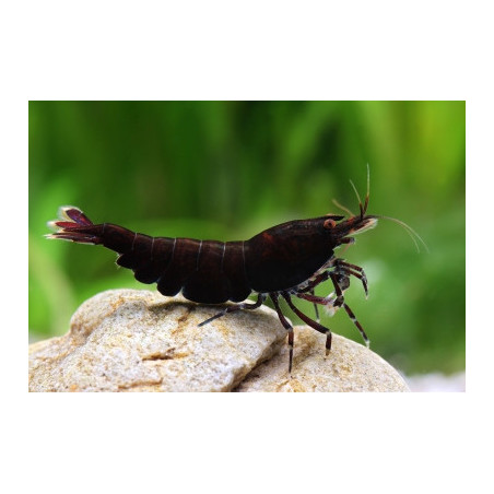 Neocaridina davidi black rose - 1 - 1.5 cm