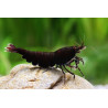 Neocaridina davidi black rose - 1 - 1.5 cm