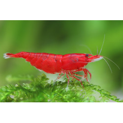 Neocaridina davidi bloody mary - 1 - 1.5 cm