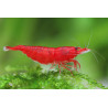 Neocaridina davidi bloody mary - 1 - 1.5 cm