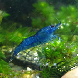 Neocaridina davidi blue cherry - 1 - 1.5 cm