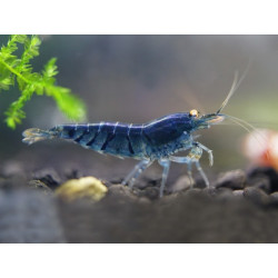 Neocaridina davidi blue star striped - 1 - 1.5 cm