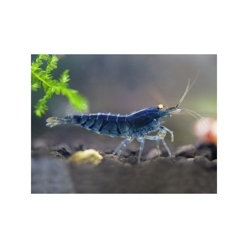 Neocaridina davidi blue star striped - 1 - 1.5 cm