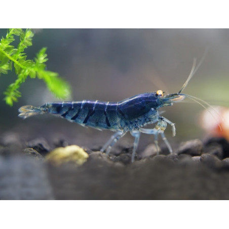 Neocaridina davidi blue star striped - 1 - 1.5 cm
