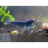Neocaridina davidi blue star striped - 1 - 1.5 cm