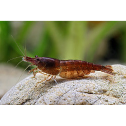 Neocaridina davidi chocolate - 1 - 1.5 cm
