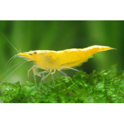 Neocaridina davidi gold green - 1 - 1.5 cm