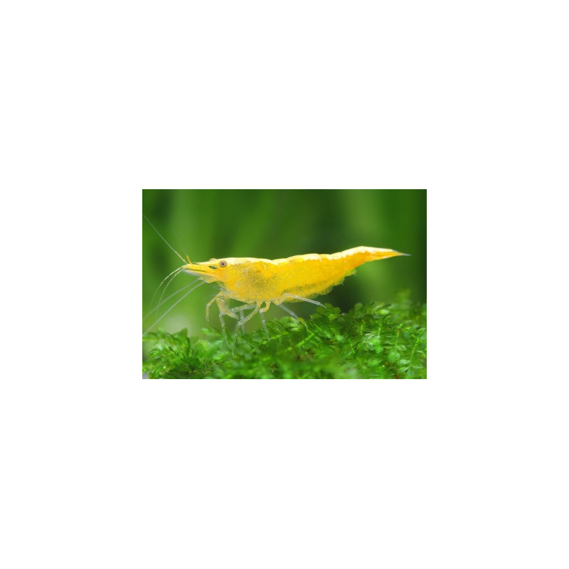 Neocaridina davidi gold green - 1 - 1.5 cm