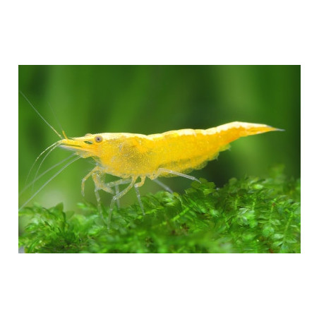 Neocaridina davidi gold green - 1 - 1.5 cm