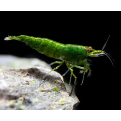 Neocaridina davidi green - 1 cm