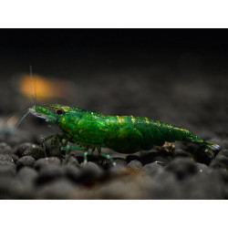 Neocaridina davidi green jade - 1 - 1.5 cm