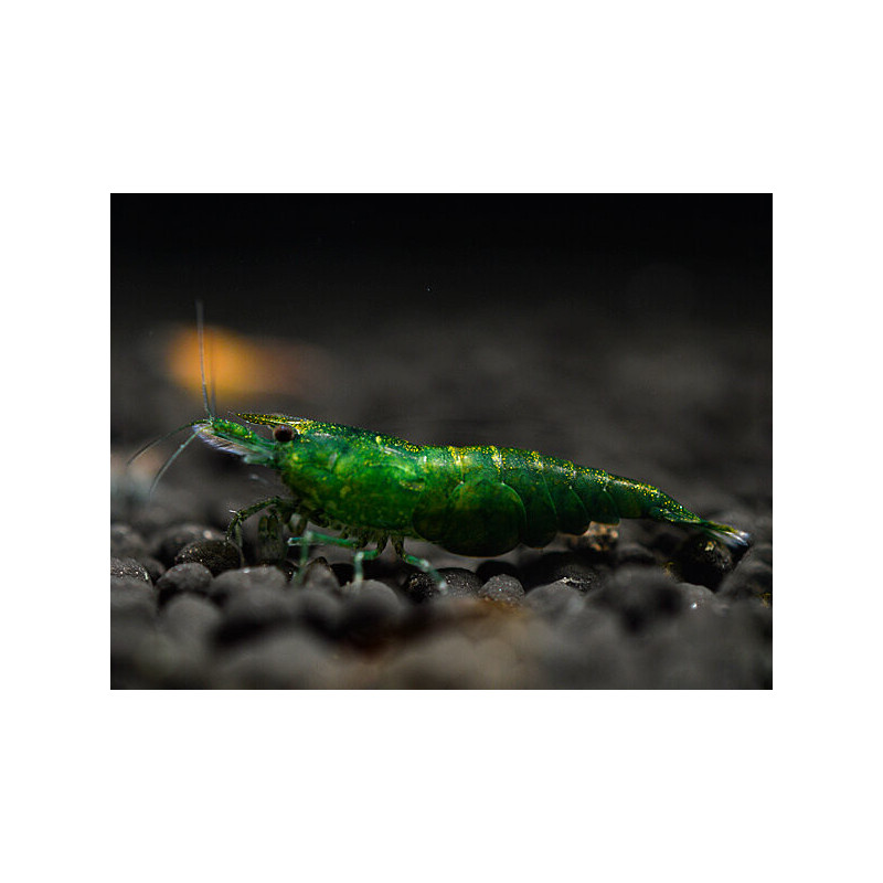 Neocaridina davidi green jade - 1 - 1.5 cm
