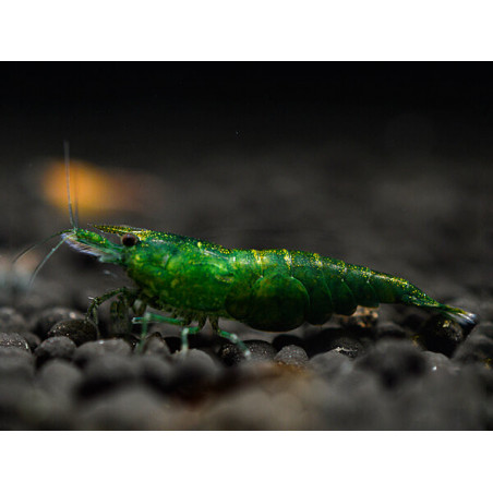 Neocaridina davidi green jade - 1 - 1.5 cm