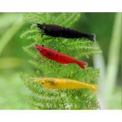 Neocaridina davidi mix - 1 - 2 cm