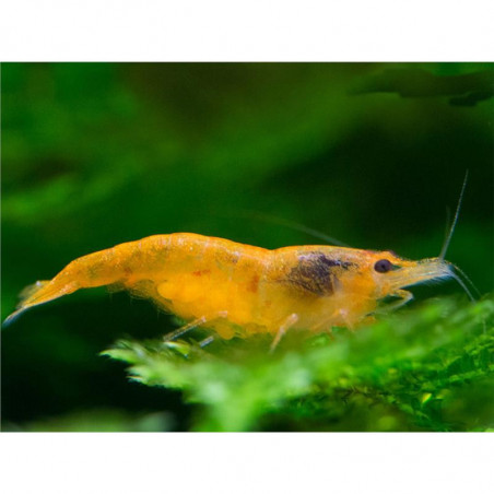 Neocaridina davidi orange green - 1 - 1.5 cm
