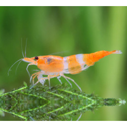Neocaridina davidi orange rilli - 1 - 1.5 cm