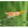Neocaridina davidi orange rilli - 1 - 1.5 cm