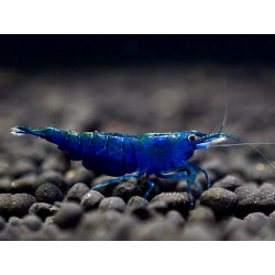 Neocaridina davidi topas blue - 1 - 1.5 cm