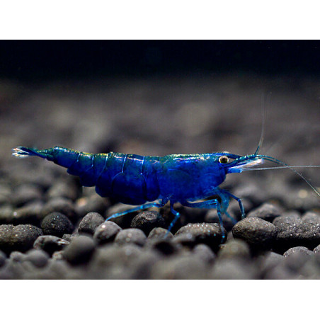 Neocaridina davidi topas blue - 1 - 1.5 cm