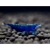Neocaridina davidi topas blue - 1 - 1.5 cm