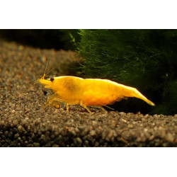 Neocaridina davidi yellow fire - 1 - 1.5 cm