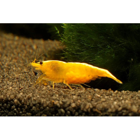 Neocaridina davidi yellow fire - 1 - 1.5 cm