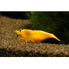 Neocaridina davidi yellow fire - 1 - 1.5 cm