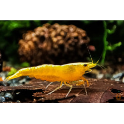 Neocaridina davidi yellow neon - 2 - 2.5 cm