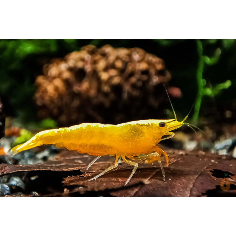 Neocaridina davidi yellow neon - 2 - 2.5 cm