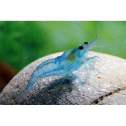 Neocaridina denticulata blue pearl - 1 - 1.5 cm