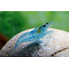 Neocaridina denticulata blue pearl - 1 - 1.5 cm