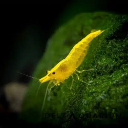 Neocaridina denticulata yellow - 1 - 1.5 cm