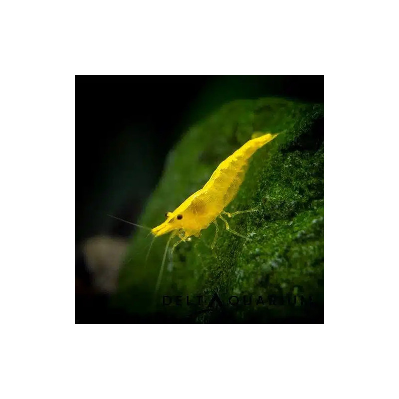 Neocaridina denticulata yellow - 1 - 1.5 cm