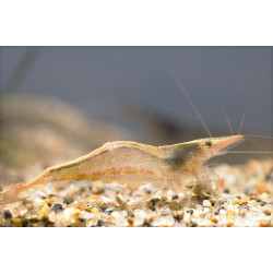 Neocaridina denticulata - 1 - 1.5 cm
