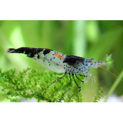 Neocaridina denticulata black carbon rili - 1 - 1.5 cm
