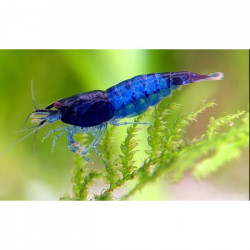 Neocaridina denticulata blue rilli - 2 - 2.5 cm