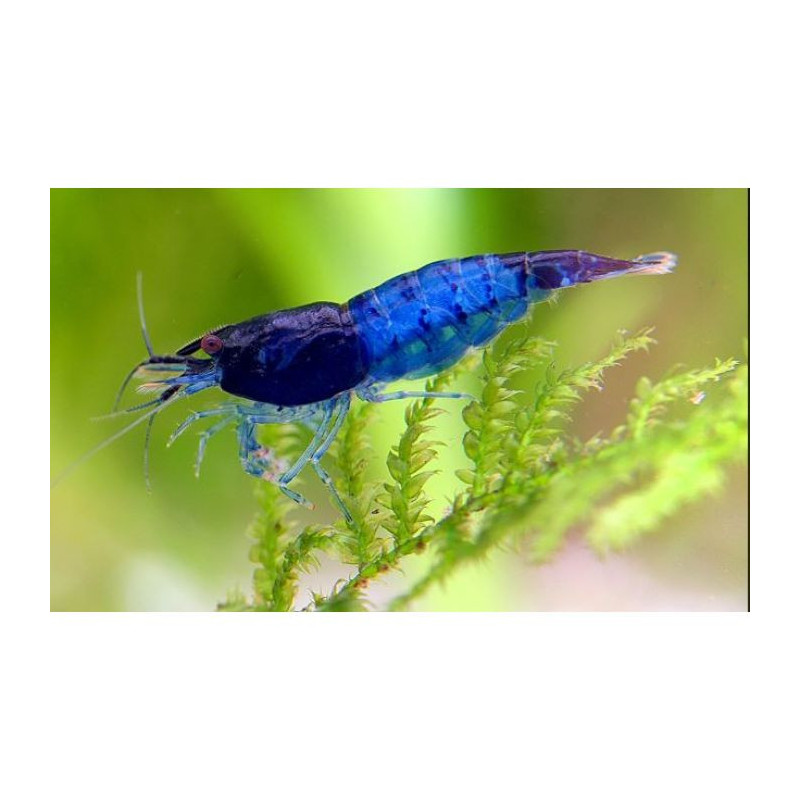 Neocaridina denticulata blue rilli - 2 - 2.5 cm