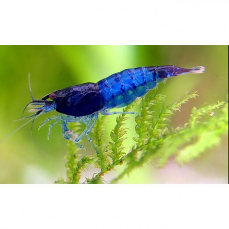 Neocaridina denticulata blue rilli - 2 - 2.5 cm