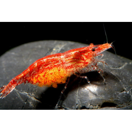 Neocaridina denticulata cherry shrimp - 1 - 1.5 cm