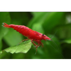 Neocaridina denticulata super red sakura - 1 - 1.5 cm