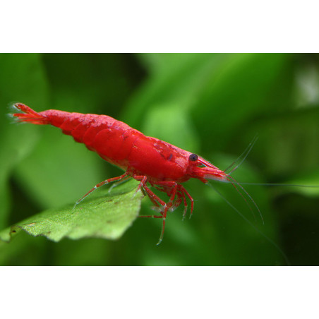 Neocaridina denticulata super red sakura - 1 - 1.5 cm