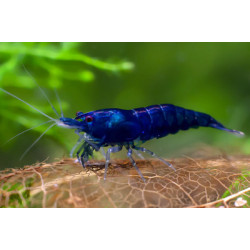 Neocaridina heteropoda blue diamond - 1 cm