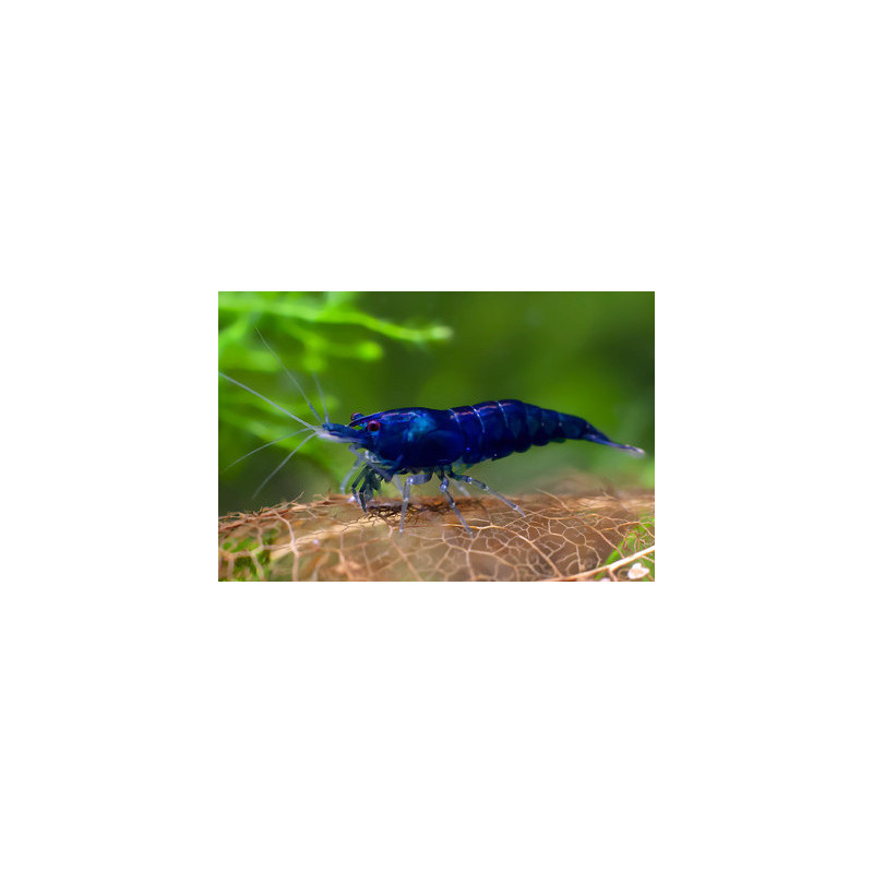 Neocaridina heteropoda blue diamond - 1 cm
